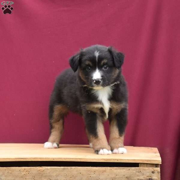 Murphey, Miniature Australian Shepherd Puppy